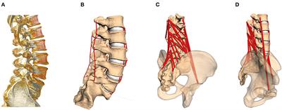 Load Distribution in the Lumbar Spine During Modeled Compression Depends on Lordosis